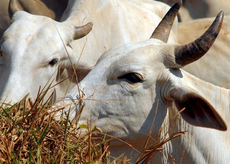 senado-aprova-mp-que-prorroga-contrato-de-veterinarios-com-governo