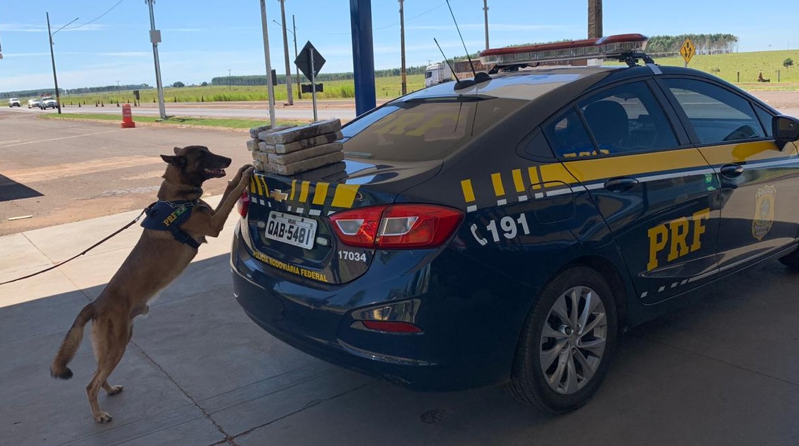 com-auxilio-de-cao-farejador,-prf-apreende-16,6-kg-de-maconha-escondida-em-veiculo-com-destino-ao-nordeste