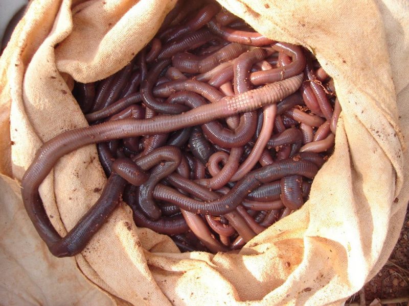 PMA esclarece sobre uso de minhocas em Mato Grosso do Sul