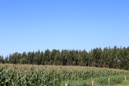 Produção agropecuária intensificada e sustentável será tema de evento em 2023