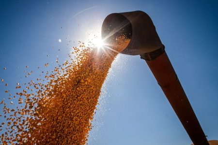 Conab estima produção de grãos em 315,8 milhões de toneladas