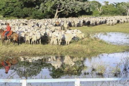 Iagro prorroga prazo para declaração de rebanho no Estado