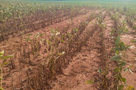 Vazio sanitário começa nesta quinta-feira em Mato Grosso do Sul