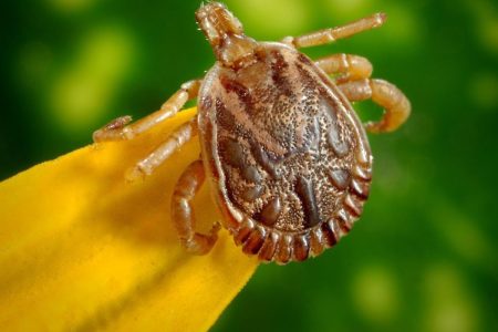 Saiba como evitar contato com o carrapato que causa a febre maculosa