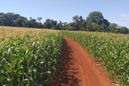 Lavouras de milho apresentam boas condições de desenvolvimento em MS