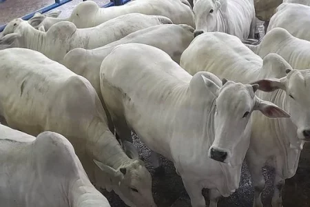 Abate de bovinos sobe 4,8% no 1º trimestre na comparação anual, afirma IBGE