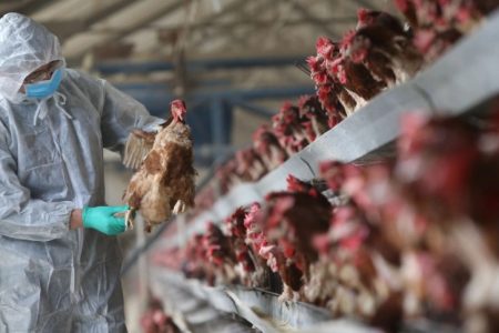Gripe aviária pode impactar no mercado de grãos, alerta Aprosoja/MS