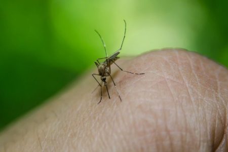 Ponta Porã registra 1,4 mil casos prováveis de Dengue em 2023