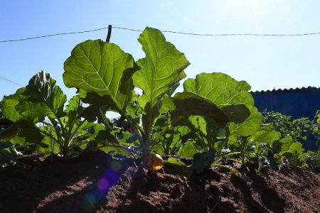 SES e Asman realizam o I Congresso de Nutrição de MS