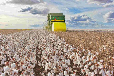 Ministério proíbe cultivo de algodão em 7 cidades do Estado