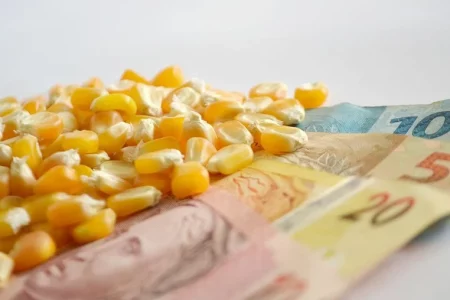 Milho: semana pode encerrar com boa movimentação nas exportações