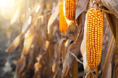 Ponta Porã está entre os 15 municípios que mais produzem milho no Brasil