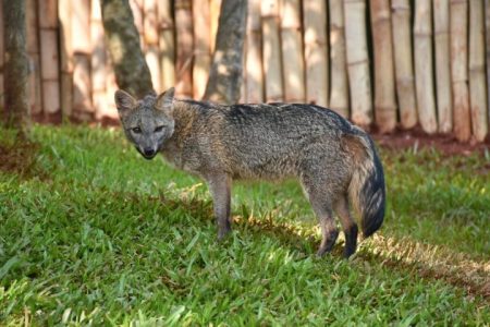 Bioparque Pantanal apresenta nova moradora