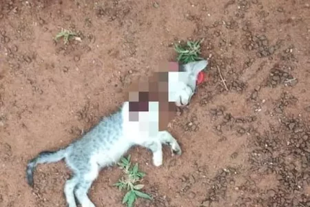 Homem ameaça esposa e ainda dá ‘facãozada’ em gatinho