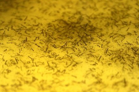 Casos de dengue crescem em MS e proliferação pode ser evitada