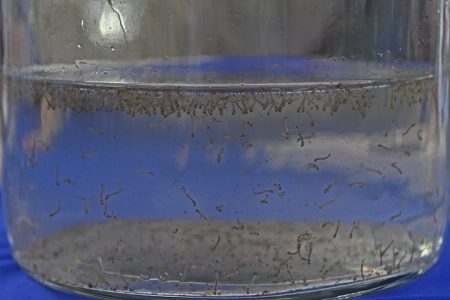 Saúde realiza Dia D de combate à dengue, chikungunya e zika neste sábado
