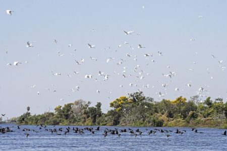 Lei do Pantanal prevê ampliar proteção e reduzir desmatamento