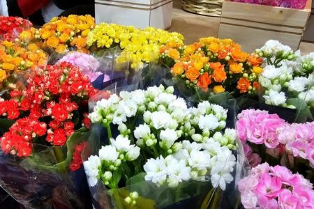Flores e velas podem ter variação de preços de até 208% no Dia de Finados