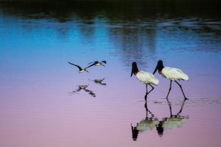 Cruzeiros do Pantanal: viagens até janeiro proporcionam turismo de contemplação