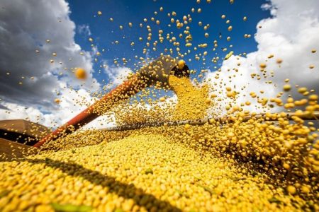 Soja: Veja como está o mercado brasileiro após o feriado