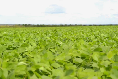 Pegada de carbono do campeão de produtividade de soja foi 61% menor