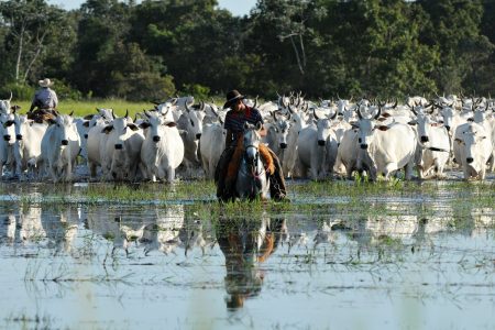 Para pantaneiros, Lei do Pantanal é um avanço para manter bioma preservado