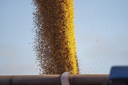 Soja: Brasil deve embarcar até 4,996 mi de t em novembro, aponta Anec