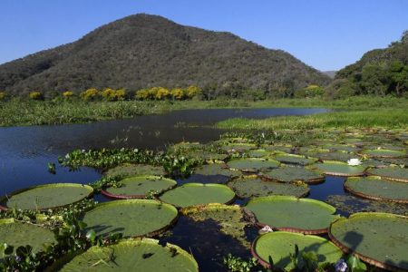 COP 28: Governo de MS vai a Dubai para fortalecer meta do Carbono Neutro