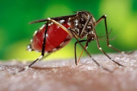 Butantan iniciará teste pré-clínico de vacina contra Zika em 2024