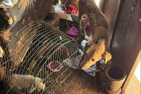 Polícia Civil recupera motocicleta furtada e resgata animais maltratados em Ponta Porã