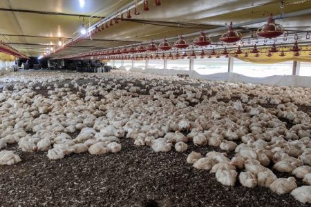 FCO aprova R$ 138,9 milhões em novos empreendimentos com destaque para avicultura em MS
