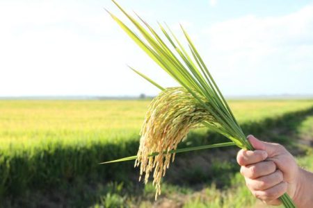 Brasil não terá desabastecimento de arroz, diz presidente de entidade do setor