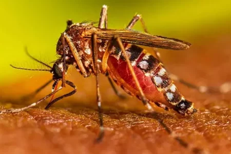 Mato Grosso do Sul registra 12.730 casos confirmados de dengue