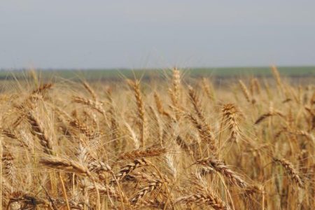 Trigo: desvalorizações externas fazem preço variar no Brasil