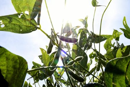 Soja e celulose puxam balança comercial e exportações superam a marca de 5 bi de dólares