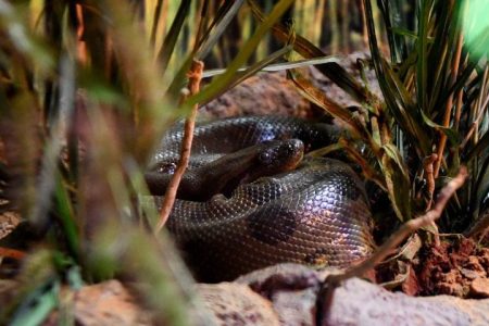No Dia Mundial da Cobra, Bioparque destaca importância de moradoras que ganharam vida nova