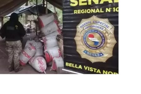 Polícia fecha acampamento do tráfico com 6 hectares de maconha em Bella Vista Norte