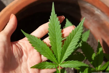 Decisão do STF sobre porte de maconha demanda novos procedimentos