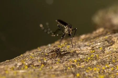 Ponta Porã ultrapassa 1,8 mil casos confirmados de Dengue, aponta SES