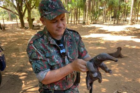 O que faço se encontrei um animal silvestre ferido? Imasul faz orientações e recomenda acionar a PMA