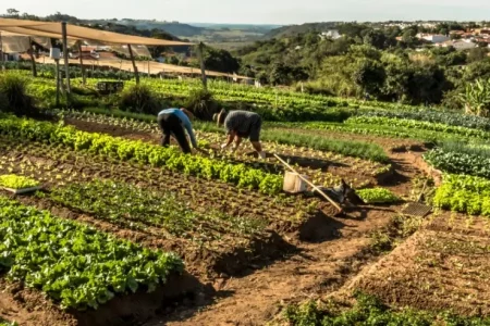 Com foco na gestão e na sustentabilidade, Sebrae oferece atendimento aos produtores rurais de MS