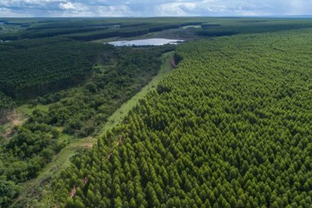 Prestes a se tornar novo polo da celulose, cidade de MS recebe estudo para nortear crescimento