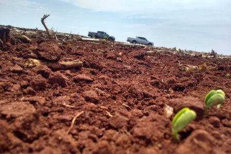 Plantio da soja em Mato Grosso do Sul ainda é lento; clima seco preocupa