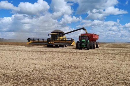 Safra de soja 2024/2025: Colheita alcança cerca de 12% da área em MS