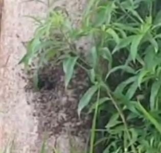 Ataque de abelhas causa pânico e assusta moradores em Ponta Porã