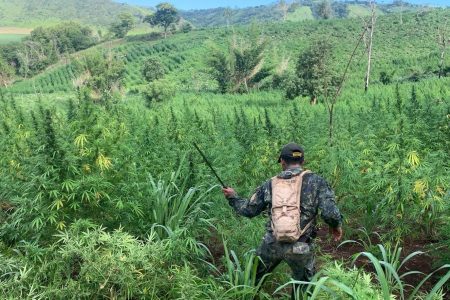 Paraguai e Brasil erradicam 656 toneladas de maconha em 7 dias