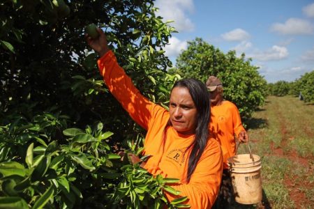 Citricultura abre oportunidades e muda a vida de trabalhadores em Mato Grosso do Sul