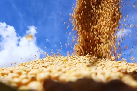 Comercialização da soja ultrapassa 40% da produção estimada