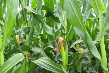Plantio do milho alcança 69% da área acompanhada em Mato Grosso do Sul
