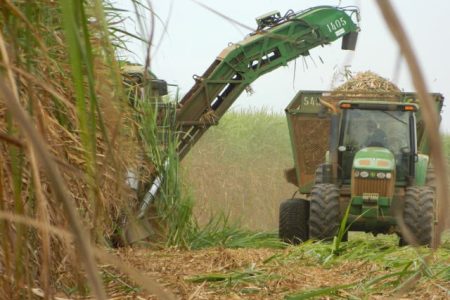 Queda no preço da cana-de-açúcar reduz em 18% o mercado de defensivos